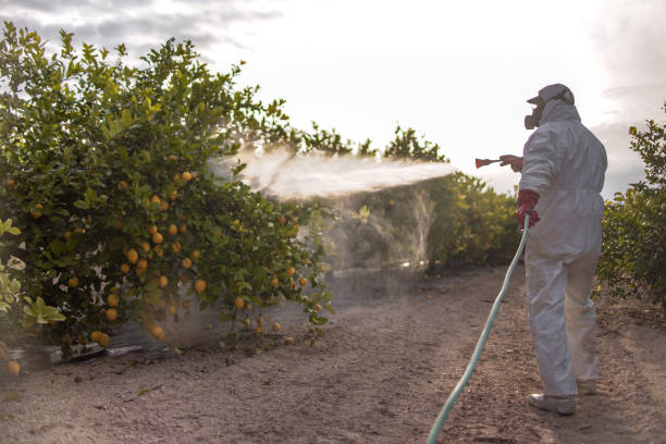 Best Termite Control Services  in Hobbs, NM