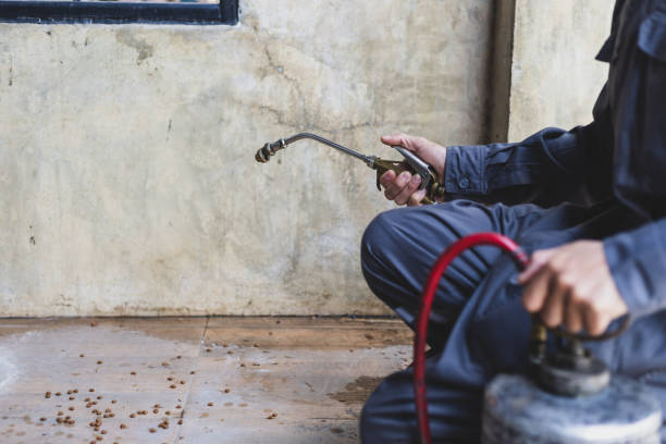 Best Local Pest Control Services  in Hobbs, NM